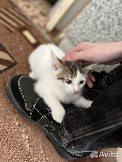 Котики бесплатно
