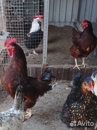 Инкубационное яйцо кур