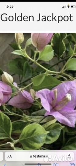 Бугенвиллея