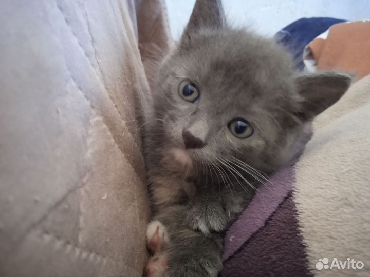 Котёнок девочка