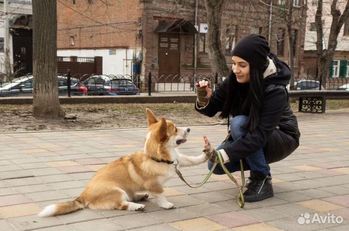 Кинолог зоопсихолог