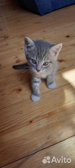 Котенок в добрые руки бесплатно мальчик