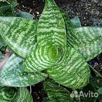 Сансевиерия ханни. Тёщин язык. Щучий хвост
