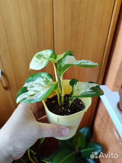 Комнатные растения