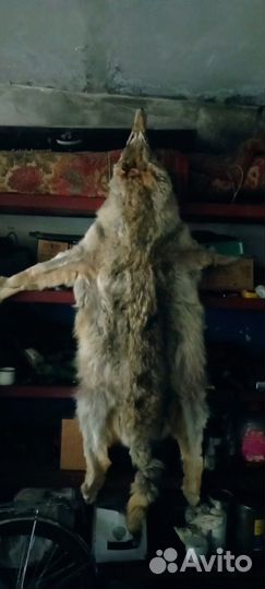 Продам шкуру волка, лисы, медведя (имитация)