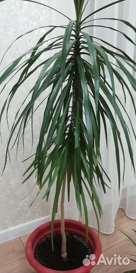 Драцена пальма