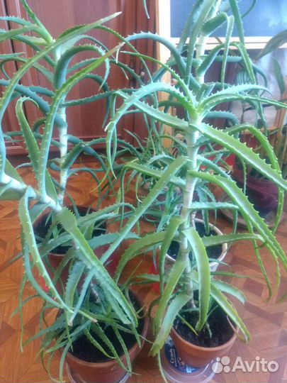 Алоэ лечебный