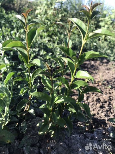 Декоративные растения для сада