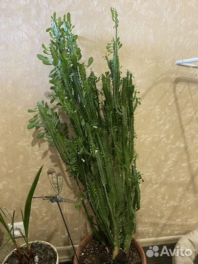 Молочай трехгранный