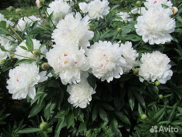 Paeonia Festiva Maxima