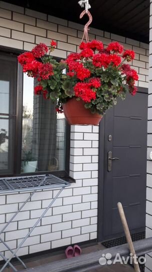 Пеларгония ампельная два сорта