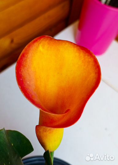 Каллы желтые