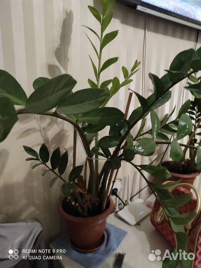 Долларовое дерево