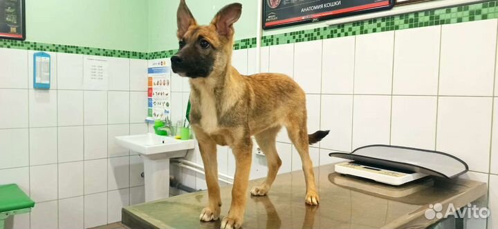 Щенки стерилизованные