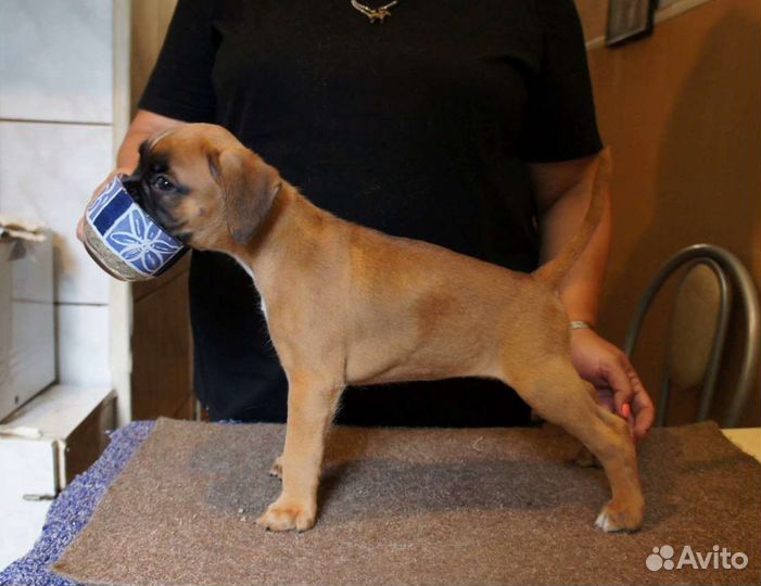 Щенки немецкого боксёра