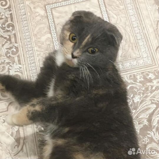 Кошечка вислоушка в добрые руки