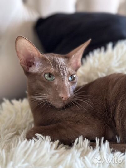 Ориентальная