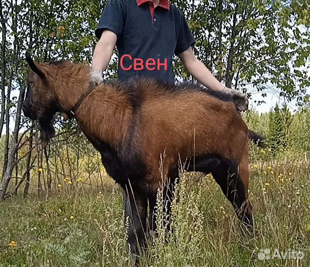 Козлик на племя, козëл альпийский