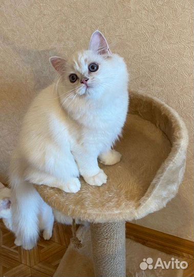 Шиншилла британская длинношерстная