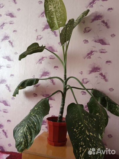 Дефенбахия и другие комнатные цветы