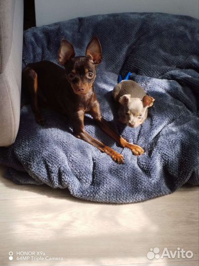 Вязка той терьер