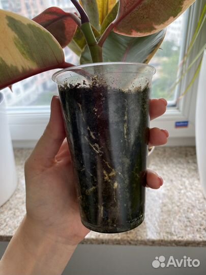 Фикус Эластика Белиз укоренённый черенок