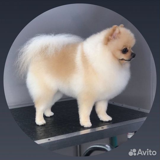 Шпиц вязка кобель