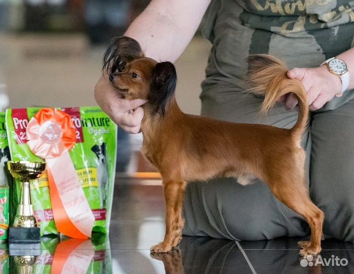 Щенок русского тоя, девочка