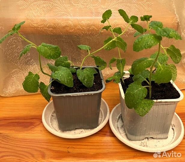 Комнатные цветы. Мята