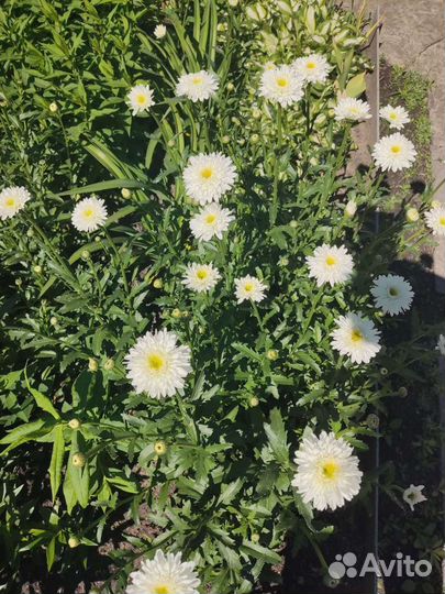 Ромашка махровая и простая