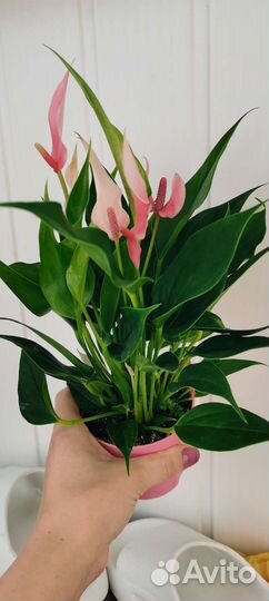 Антуриум лилли