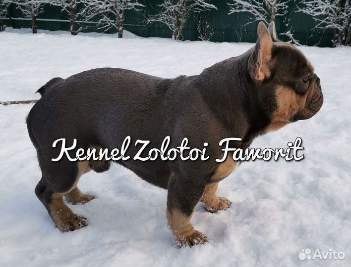 Шикарный французский бульдог, вязка, щенки