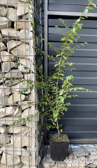 Бирючина Ли