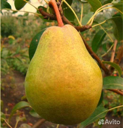 Груша сорт Просто Мария