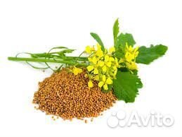 Семена горчицы сидерат