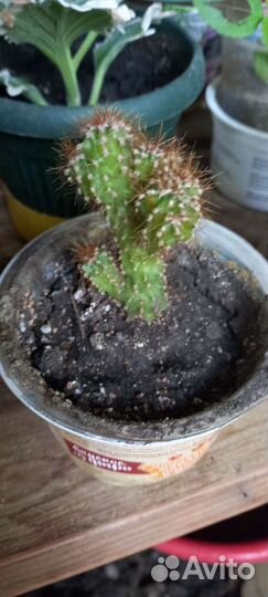 Кактус цереус