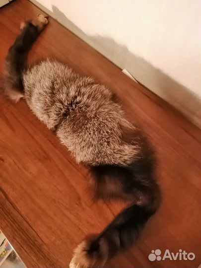 Воротничок чернобурки пойдет для детской шапки