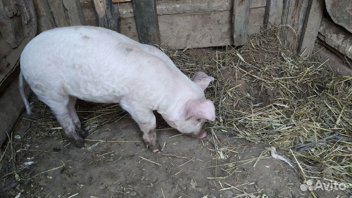 Поросята от свиньи русская крупная белая