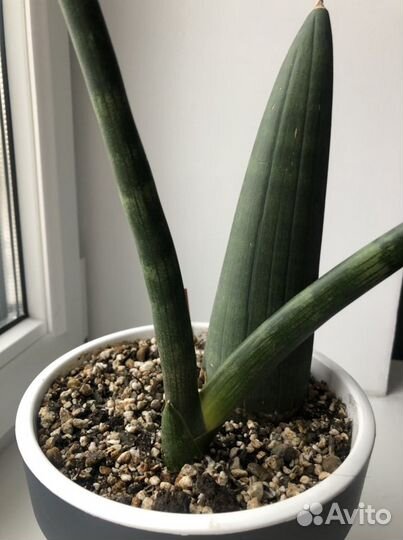 Сансевиерия цилиндрика Обака, цилиндрика, биг лиф