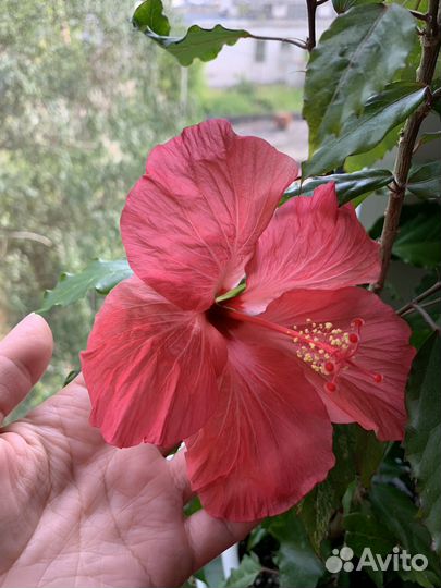 Гибискус купера