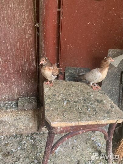 Голуби разных пород