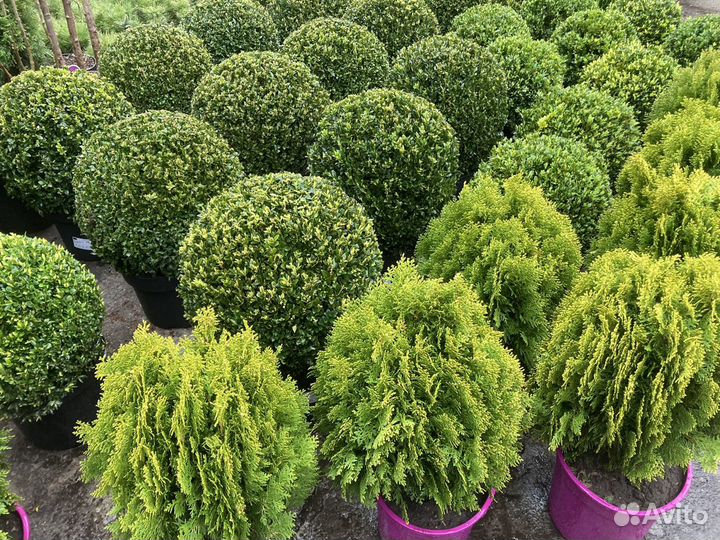 Самшит шар и кусты. Скумпия