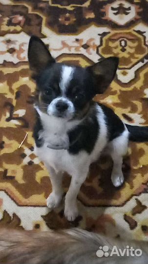 Вязка чихуахуа