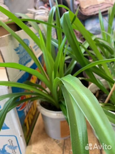 Традесканция зебрина и Хлорофитум