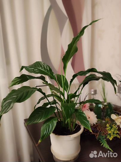 Спатифиллум, шлюмбергер