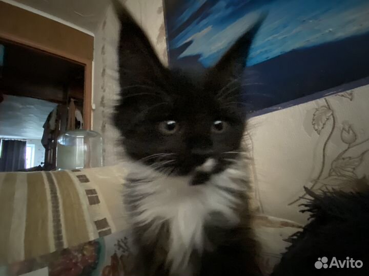 Котята мейн-кун