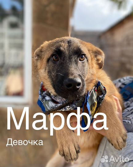 Щенки в самые добрые руки
