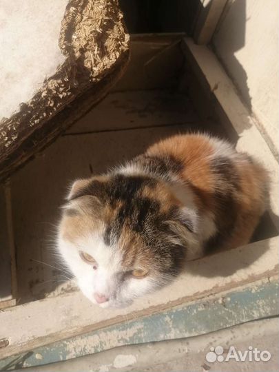 Потерялась кошка