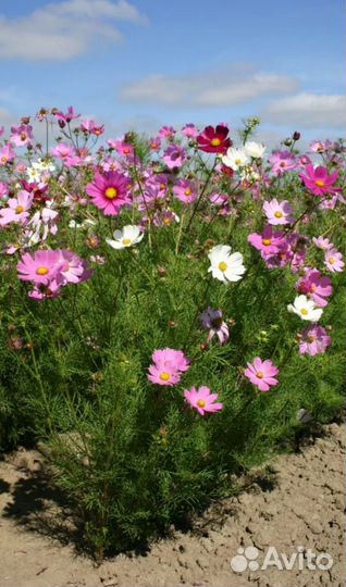 Цветы рассада Космея (самолётики, красотка)