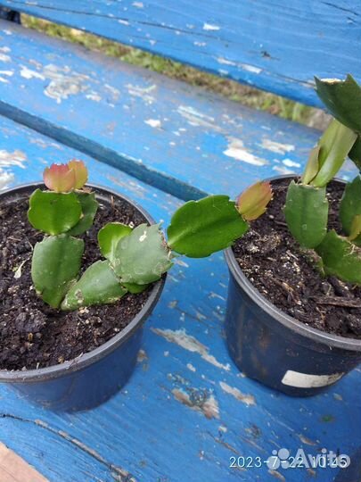 Цветок декабрист